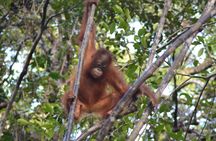 Orangutan Tanjung Puting Honeymoon CoupleTour