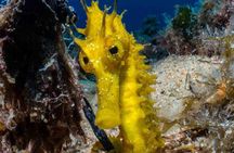 Tossa de Mar Scuba Diving PADI