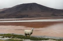 2-Days Uyuni Salt Flats including Laguna Colorada
