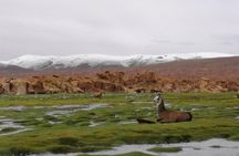 Private Day Trip to Laguna Colorada from Uyuni with Bilingüal Guide