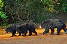2 days yala National Park From Colombo with of Jeep Safari 