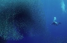 Oslob Whale Shark Snorkeling & Pescador & Sardine Run & Turtle
