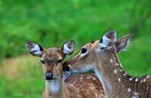 From Beach Hotels: Yala National Park Safari with Campsite Lunch