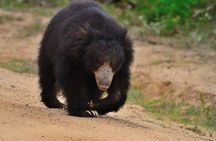 2 Nights All Inclusive Treehouse Safari in Yala with transfers