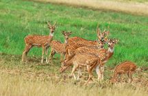 2 Nights Luxury Wild Experience in Leopard Nest with return transfers
