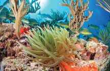 Snorkel Xtreme Cancun