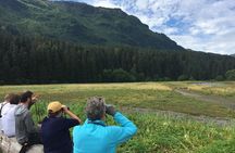 Pack Creek Brown Bear Viewing Juneau 
