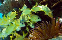 Snorkel Xtreme Cancun