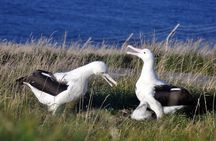 Dunedin City Highlights, Otago Peninsula Scenery & Albatross Guided Tour