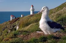 Dunedin City Highlights, Otago Peninsula Scenery & Albatross Guided Tour