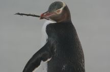 Dunedin City Highlights, Otago Peninsula Scenery & a Guided Penguin Reserve Tour