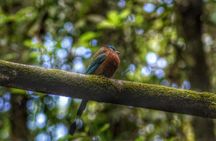 Bird Watching Tours