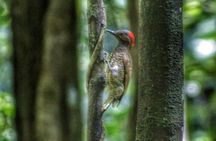 Bird Watching Tours