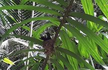 Bird Watching Tours