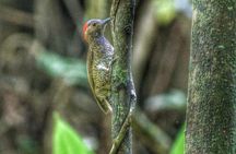 Bird Watching Tours
