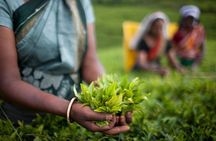Nuwara Eliya: All Inclusive Horton Plains & Tea Plucking Day Trip