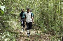All Inclusive - Private Overnight Rain forest adventure in Sinharaja