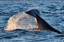 Whale Watching RIB Boat Tour in Skjervoy from Tromso