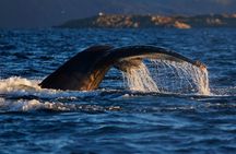 Whale Watching RIB Boat Tour in Skjervoy from Tromso