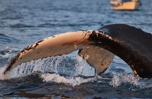 Whale Watching RIB Boat Tour in Skjervoy from Tromso