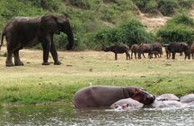 2 Days Safari To Queen Elizabeth National Park with Cruise