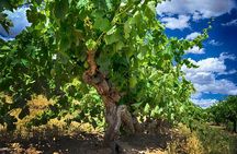 Small Tour Barossa Valley Voyager Tour from Adelaide