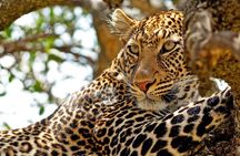 Private Yala Safari Day Trip & Exclusive Beach BBQ Dinner