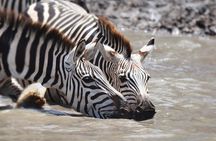 Tanzania Experience Safari and Tours
