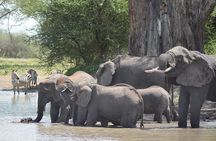 Tanzania Experience Safari and Tours