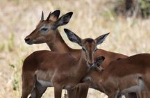 Tanzania Experience Safari and Tours