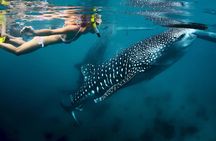 Oslob Whale Shark and Sumilon Day Tour