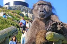Cape Point & Penguins full day tour