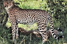 2 Days Tsavo East National Park Tour From Mombasa/Diani (1 Night)