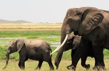 2 Days Tsavo East National Park Tour From Mombasa/Diani (1 Night)