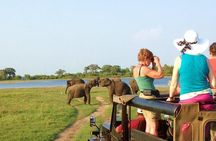 Afternoon Game Drive at Minneriya National Park