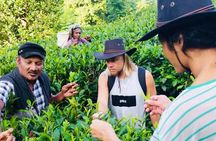 4-Day Nature and Adventure Tour in Sri Lanka