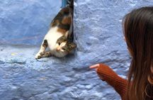 Enchanting Chefchaouen: Discover the Magical Blue City on Budget