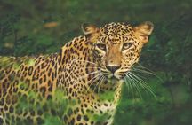 5 Days - Private Wildlife Photography Tour with Unique Accommodation options
