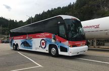 Québec City: Whale Watching Tour with Bus Transportation