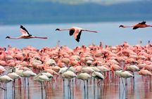 Day Safari at Nakuru National Park