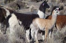 Private Sajama National Park Expedition | 2 Days from La Paz