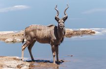 7 Day Namibia Desert, Swakopmund and Etosha National Park Camping