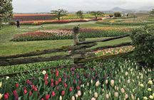 Skagit Valley Tulip Festival Tour
