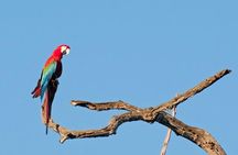 6-Day Pantanal & Bonito Experience