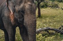 Udawalawa Safari(3-4hours) - Private Jeep with Experienced Driver 