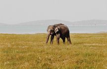 Udawalawa Safari(3-4hours) - Private Jeep with Experienced Driver 