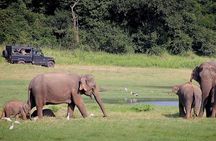 Udawalawa Safari(3-4hours) - Private Jeep with Experienced Driver 