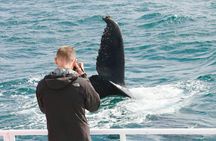 Dunsborough Whale Watching Eco Tour 