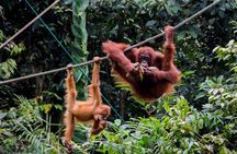 A glimpse of Orang Utan in Semenggoh Wildlife Centre
