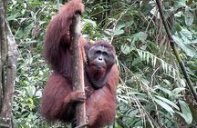 A glimpse of Orang Utan in Semenggoh Wildlife Centre